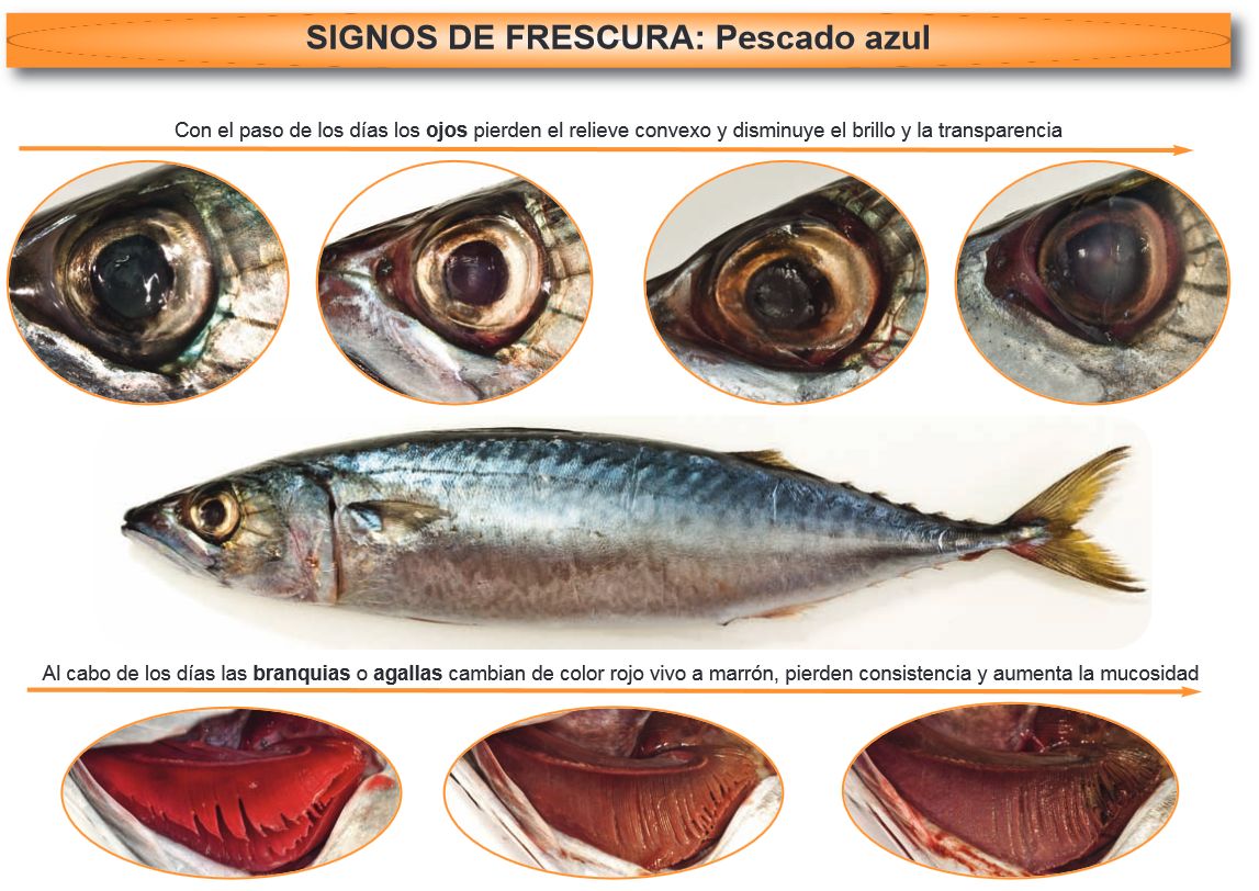 Signos para identificar el Pescado Fresco – The Foodie Adventure